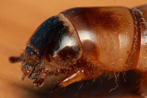 Zophobas morio