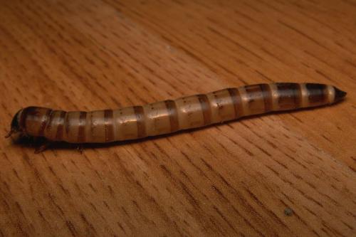 Zophobas morio