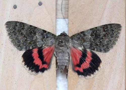 Réf. 58 766 : Catocala elocata