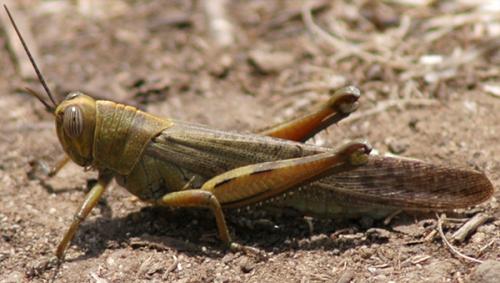Réf. 58 795 : Anacridium aegyptium
