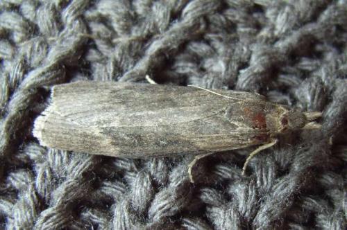 Réf. 58 325 : Lamoria anella