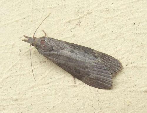 Réf. 58 326 : Lamoria anella