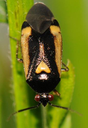 Réf. 58 785 : Deraeocoris cordiger