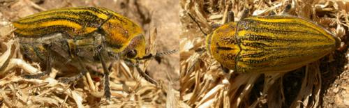 Réf. 58 382 : Julodis andreae