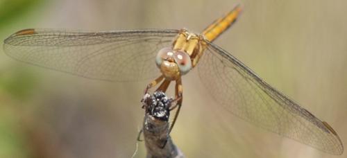 Sympetrum meridionale