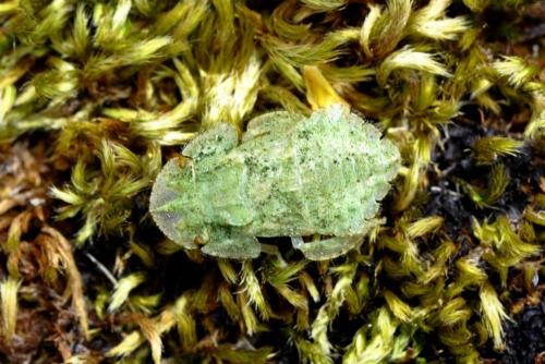 Ledra aurita
