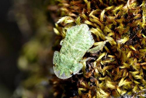 Ledra aurita