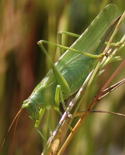 Réf. 58 840 : Tettigonia viridissima