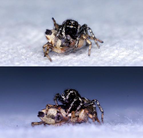 Salticus scenicus