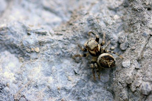 Evarcha falcata