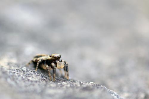 Evarcha falcata