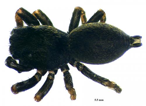Heliophanus flavipes