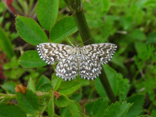 Scopula tessellaria
