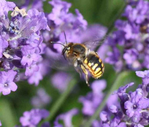 Anthidium manicatum