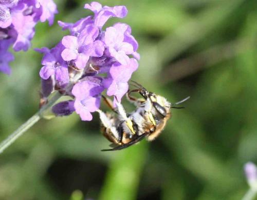 Anthidium manicatum