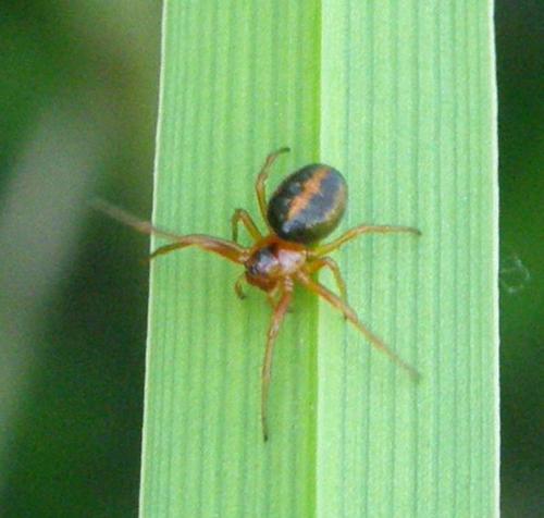 Hypsosinga heri