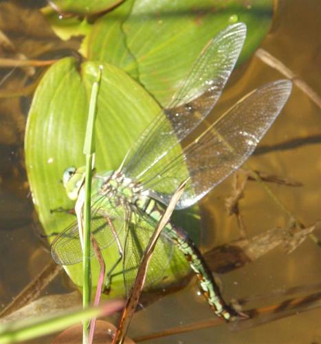 Anax imperator