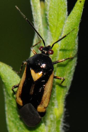 Réf. 58 786 : Deraeocoris cordiger