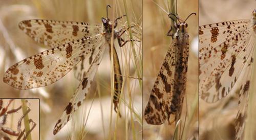 Réf. 58 044 : Palpares libelluloides