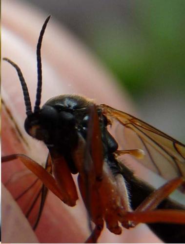 Réf. 58 012 : Platyura marginata