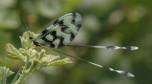 Nemoptera sinuata