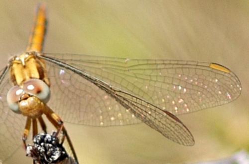 Sympetrum meridionale