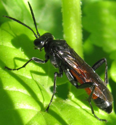 Réf. 58 857 : Macrophya annulata