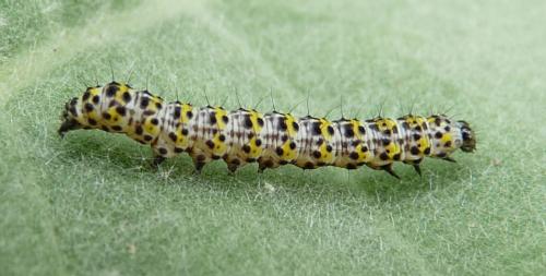 Cucullia verbasci