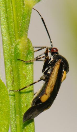 Réf. 58 787 : Deraeocoris cordiger