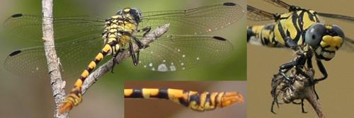 Onychogomphus assimilis