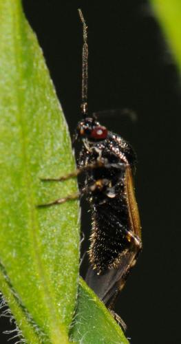 Réf. 58 788 : Deraeocoris cordiger