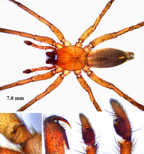 Drassodes cupreus