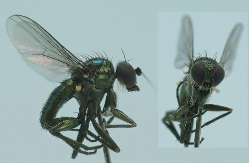 Chrysotus laesus