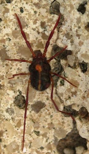 Réf. 58 318 : Erythraeus sp.