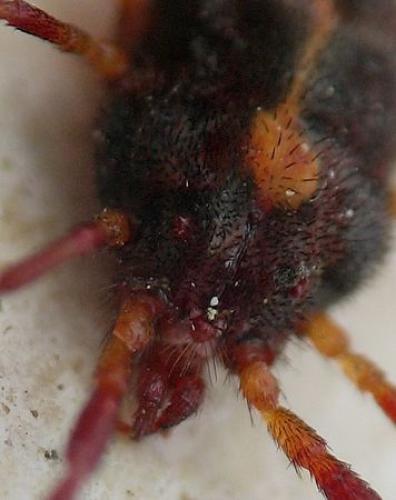 Réf. 58 319 : Erythraeus sp.