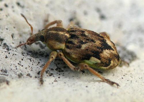 Coniatus repandus