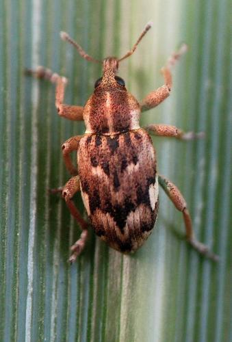 Coniatus repandus