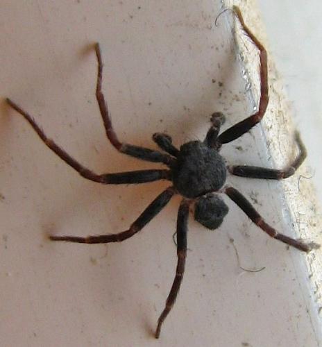 Réf. 58 737 : Pulchellodromus sp.