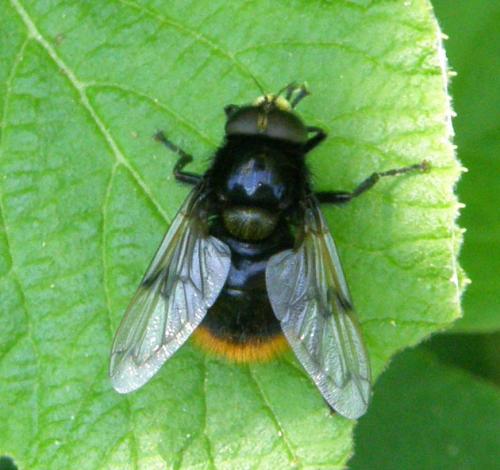 Volucella bombylans