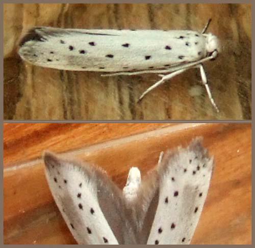 Yponomeuta sp.