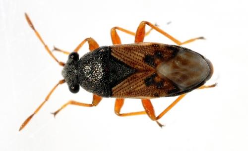 Acompus pallipes