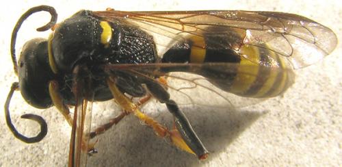 Réf. 58 259 : Gorytes planifrons
