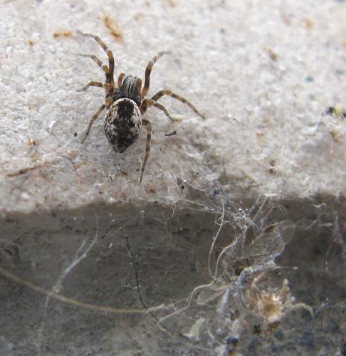 Brigittea civica