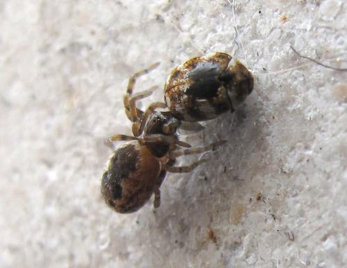 Brigittea civica