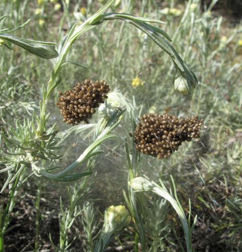 Araneus sp.