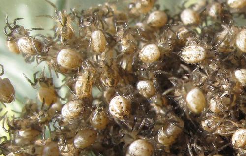 Réf. 58 893 : Araneus sp.