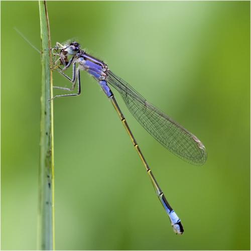 Ischnura elegans