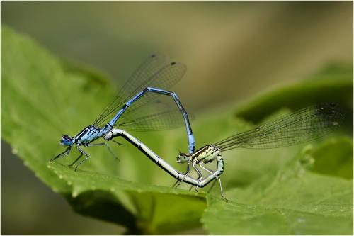 Coenagrion puella