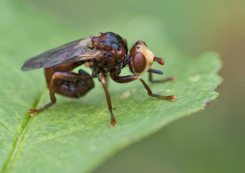 Réf. 58 352 : Sicus ferrugineus