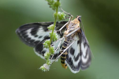Anania hortulata